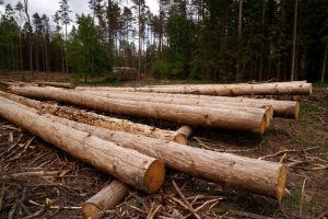 Canada to challenge U.S. softwood lumber duties