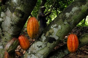 Cocoa at 12-year high on post-COVID demand boom, bad crop weather