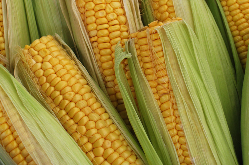 U.S. farmers expect corn harvest could be second-biggest ever