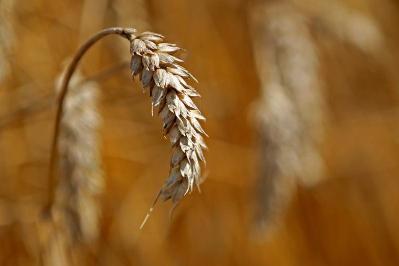 Exclusive-Egypt buys nearly half a million tons of Russian wheat in private deal