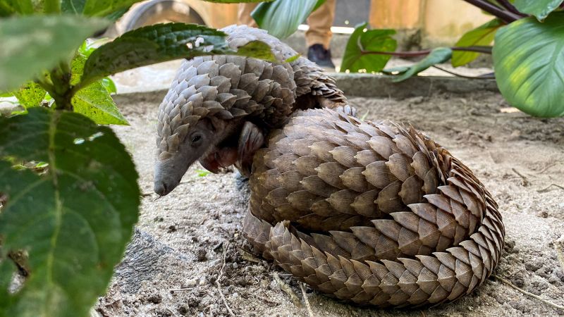 Chinese drug firms backed by global banks found using leopards and pangolins parts, group says