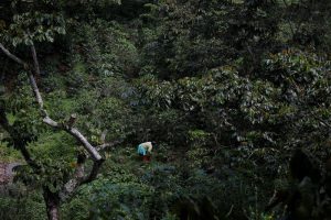 Crunch time for Brazil ports as coffee flow hit, sugar faces delays