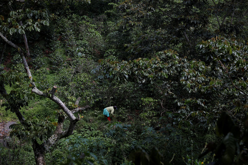 Crunch time for Brazil ports as coffee flow hit, sugar faces delays