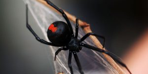 Why the S&P 500 ETF’s rare triple ‘gap ups’ isn’t a buy signal