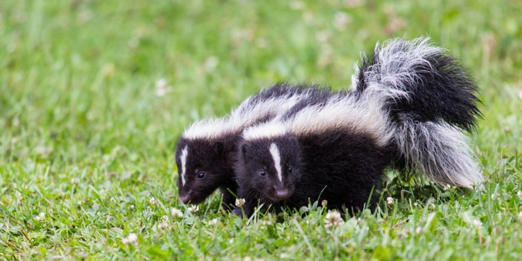 ‘Too many skunks at the party.’ Bank of America strategist charts S&P 500’s path to 5,000