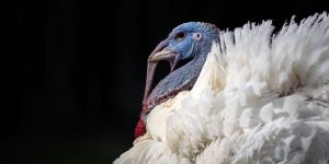 Is the U.S. stock market open on Thanksgiving and Black Friday? What investors need to know.